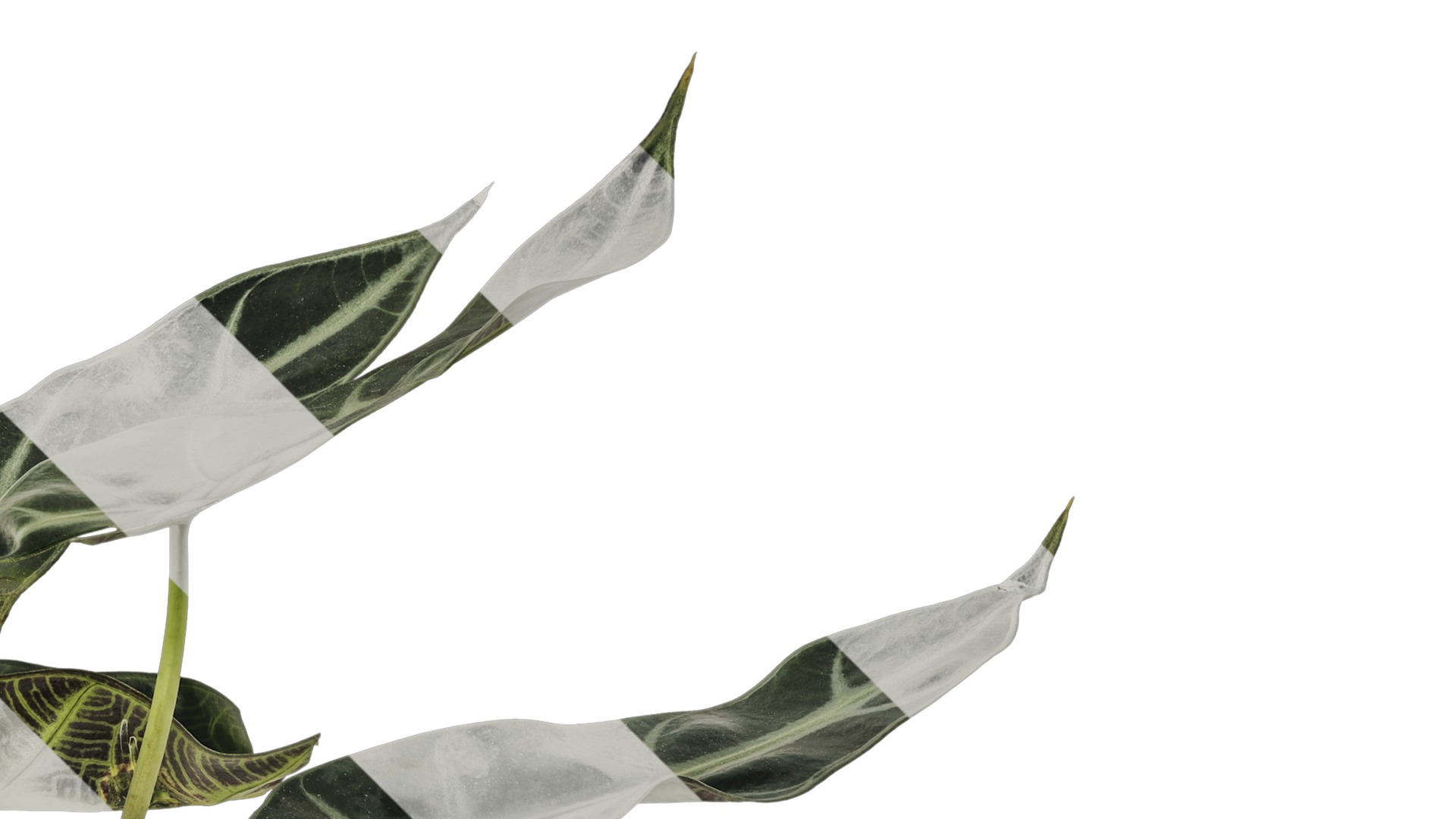 Anydrafts Alocasia x mortfontanensis Atlas 01 Texture_2