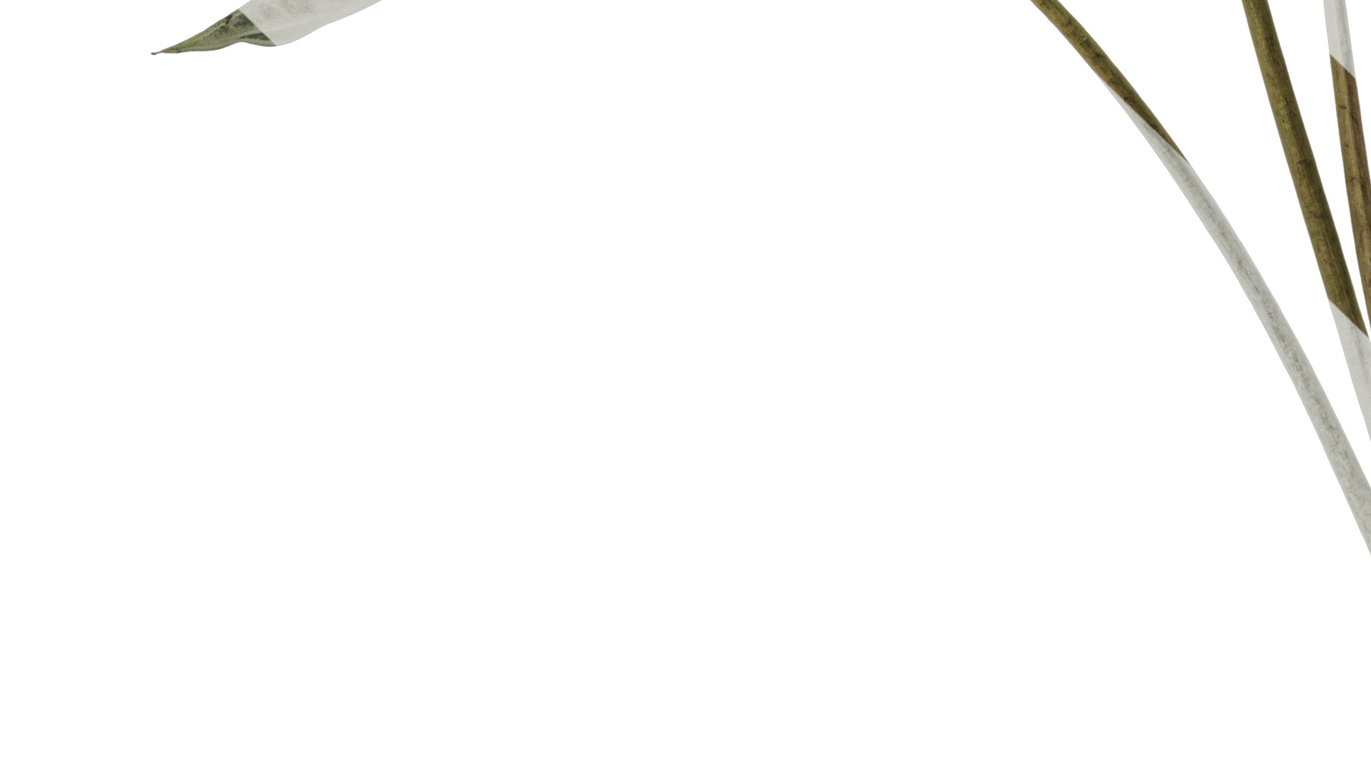 Anydrafts Alocasia x mortfontanensis Atlas 01 Texture_5