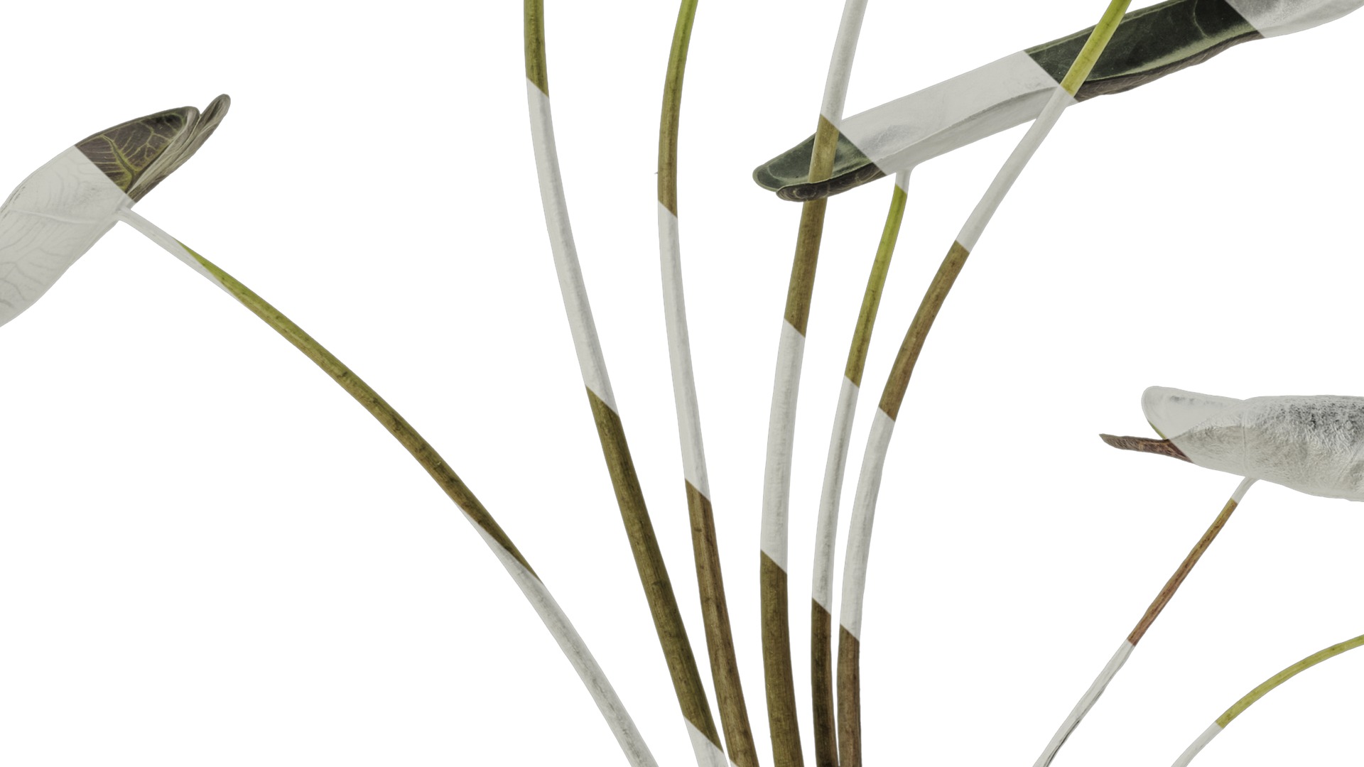 Anydrafts Alocasia x mortfontanensis Atlas 01 Texture_7