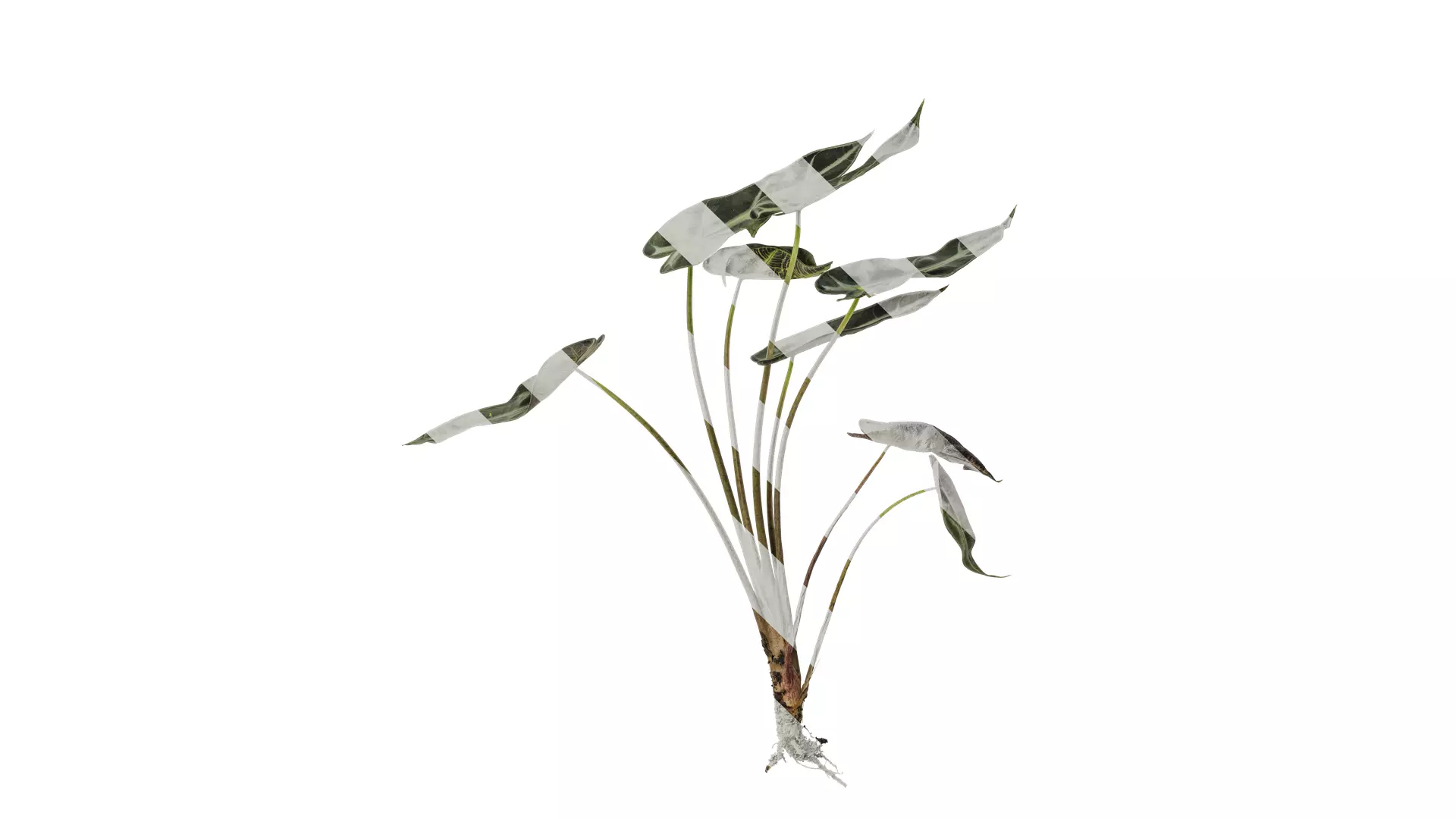 Anydrafts Alocasia x mortfontanensis Atlas 01 Texture_0