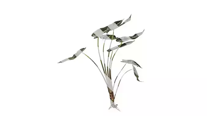 Anydrafts Alocasia x mortfontanensis Atlas 01