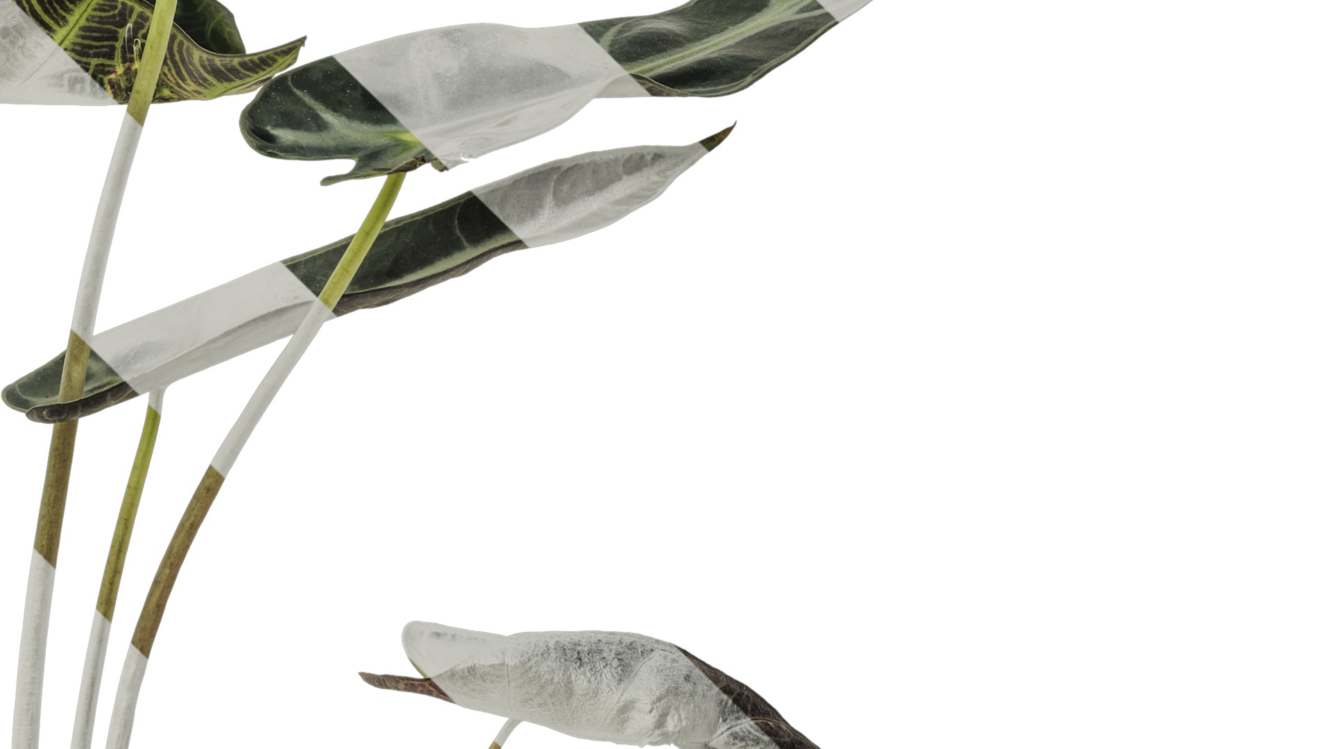 Anydrafts Alocasia x mortfontanensis Atlas 01 Texture_4