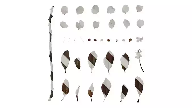 Anydrafts Prunus cerasifera Atlas 02