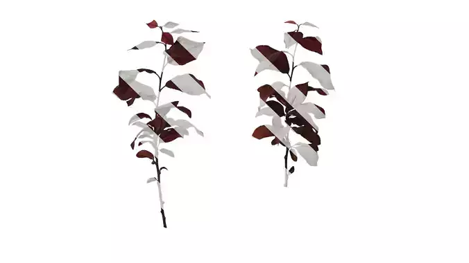 Anydrafts Prunus cerasifera Atlas 06