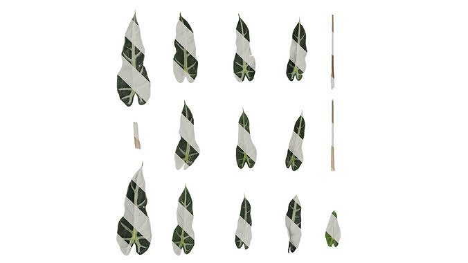 Anydrafts Alocasia x mortfontanensis Leaf 01 F Texture