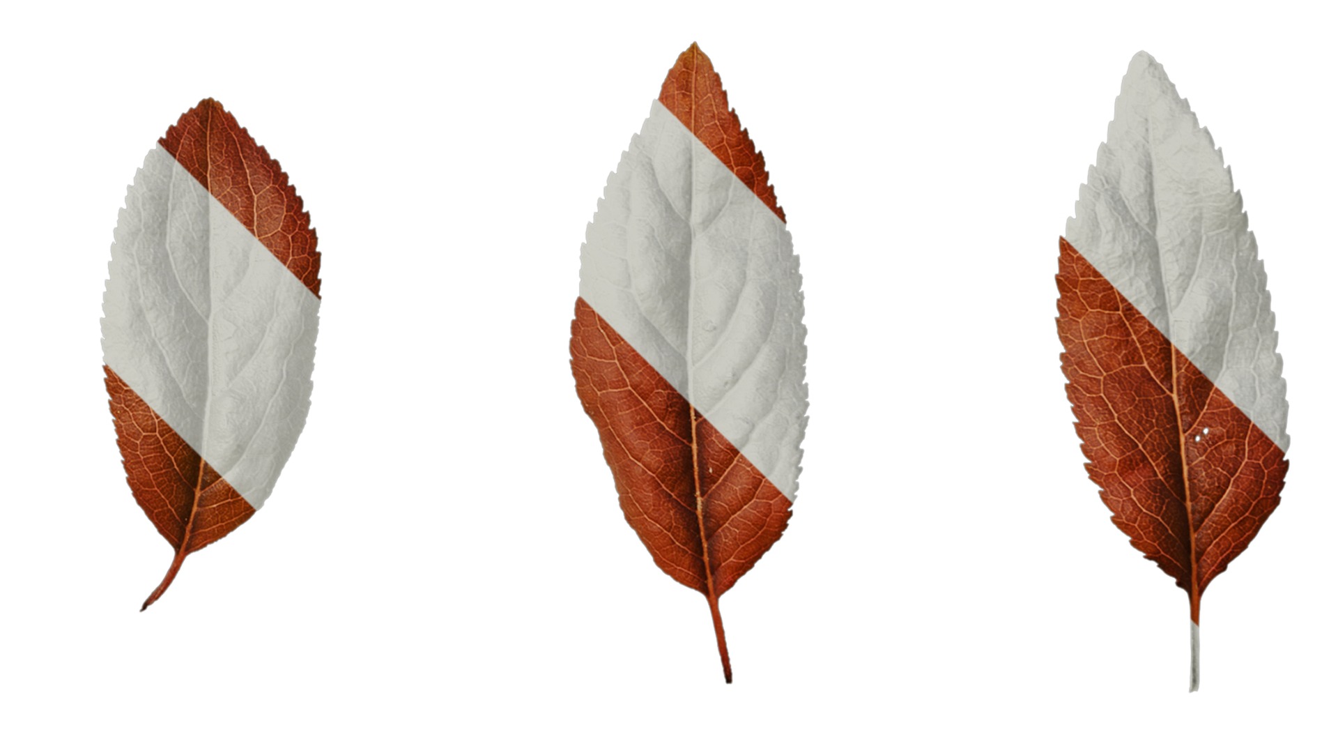 Anydrafts Prunus cerasifera Atlas 07 Texture_4