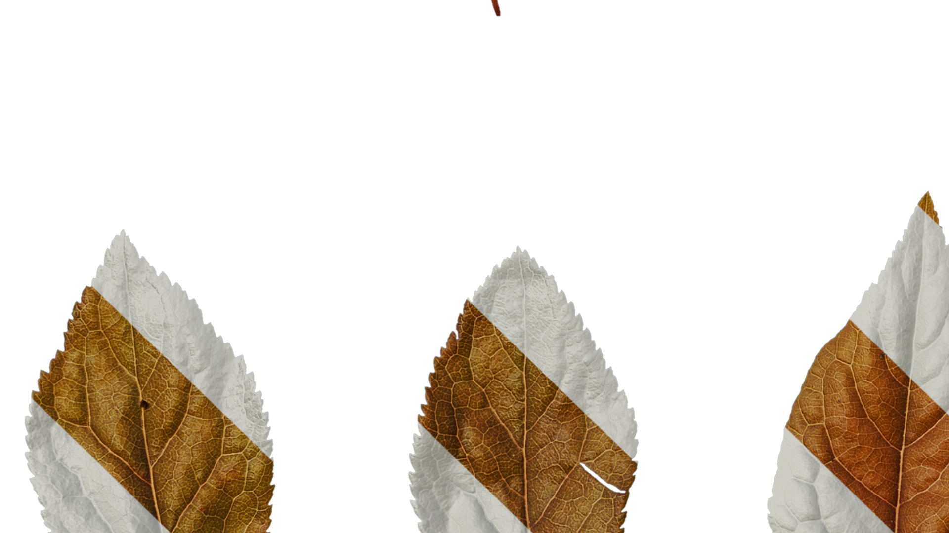 Anydrafts Prunus cerasifera Atlas 07 Texture_5