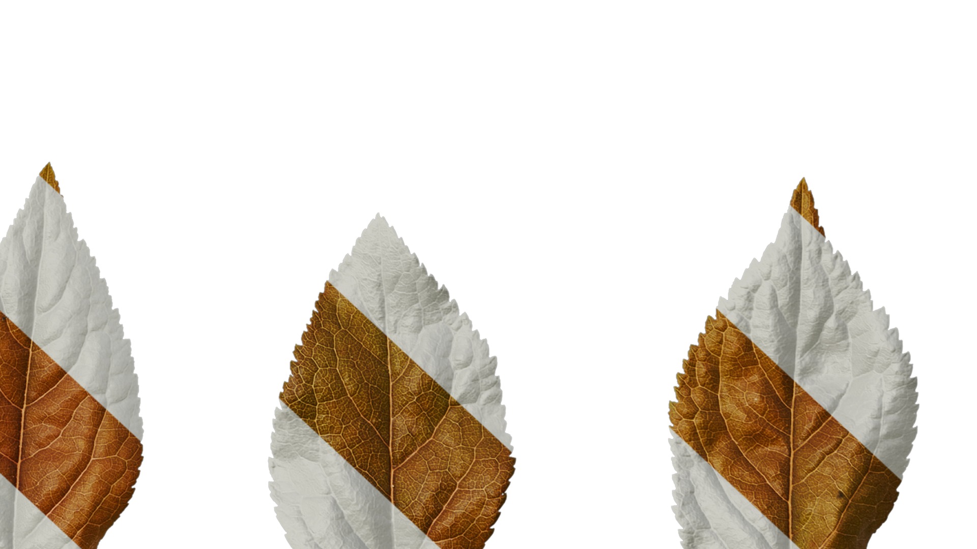 Anydrafts Prunus cerasifera Atlas 07 Texture_6