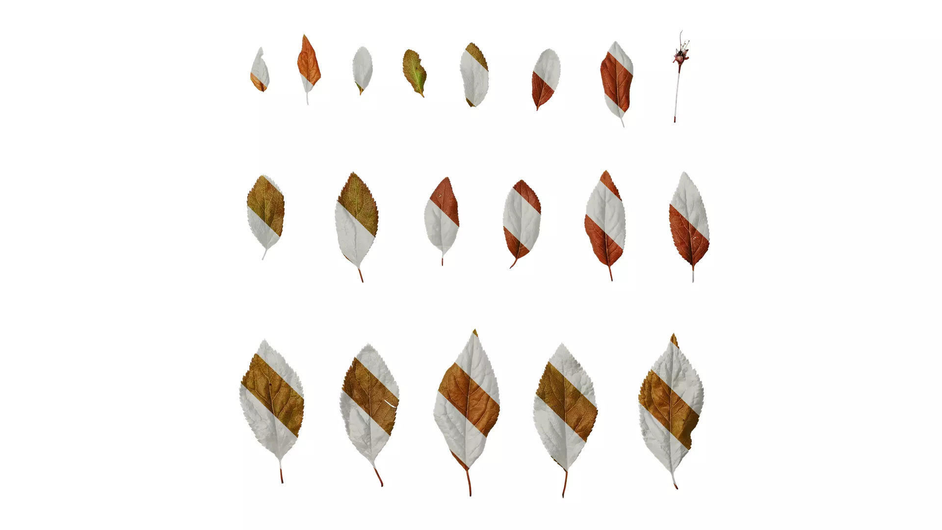 Anydrafts Prunus cerasifera Atlas 07 Texture_0