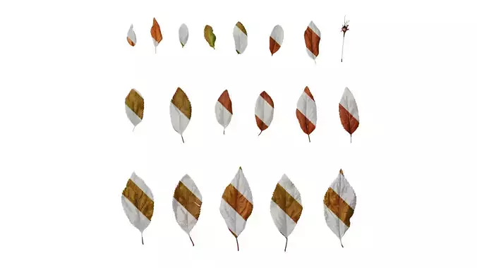 Anydrafts Prunus cerasifera Atlas 07