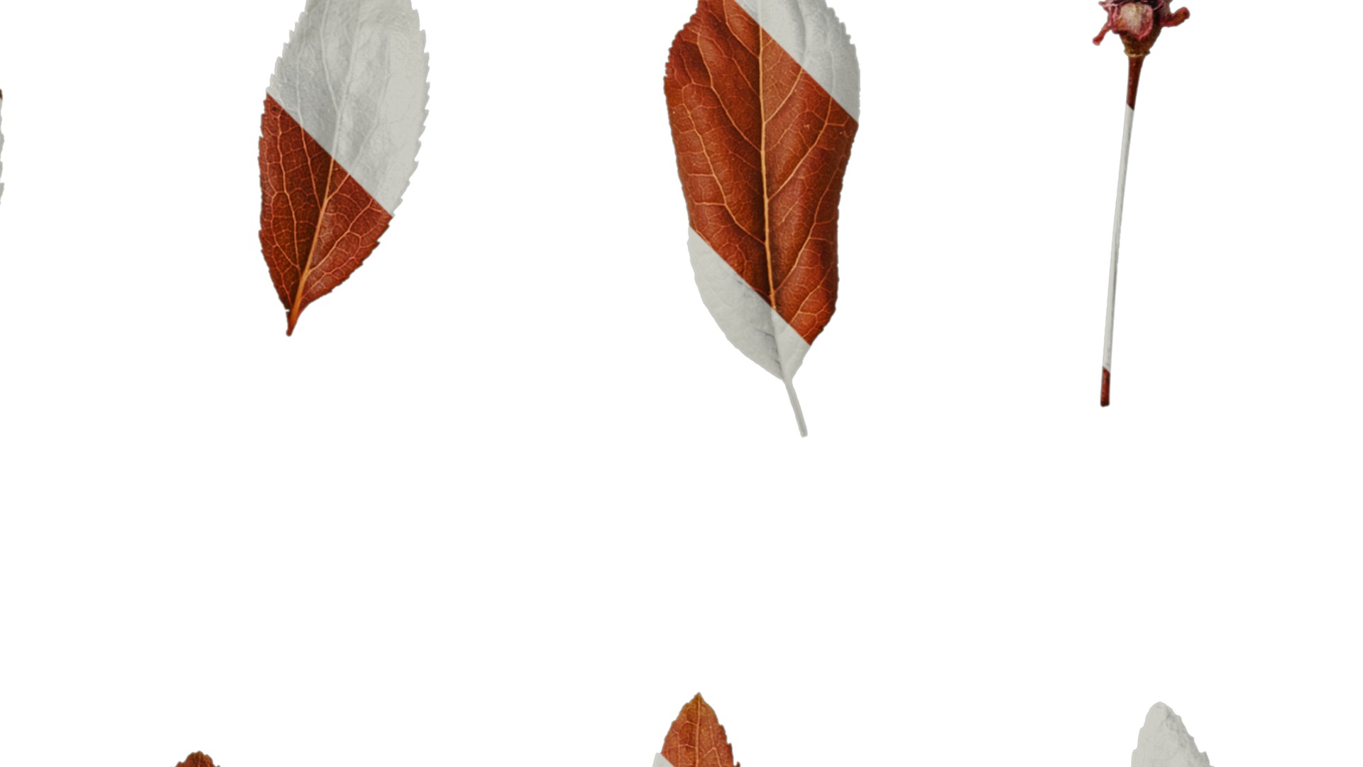 Anydrafts Prunus cerasifera Atlas 07 Texture_2