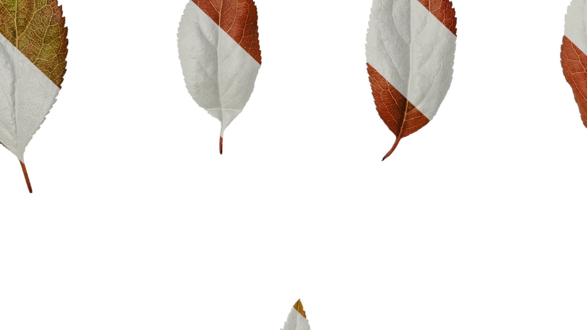 Anydrafts Prunus cerasifera Atlas 07 Texture_7