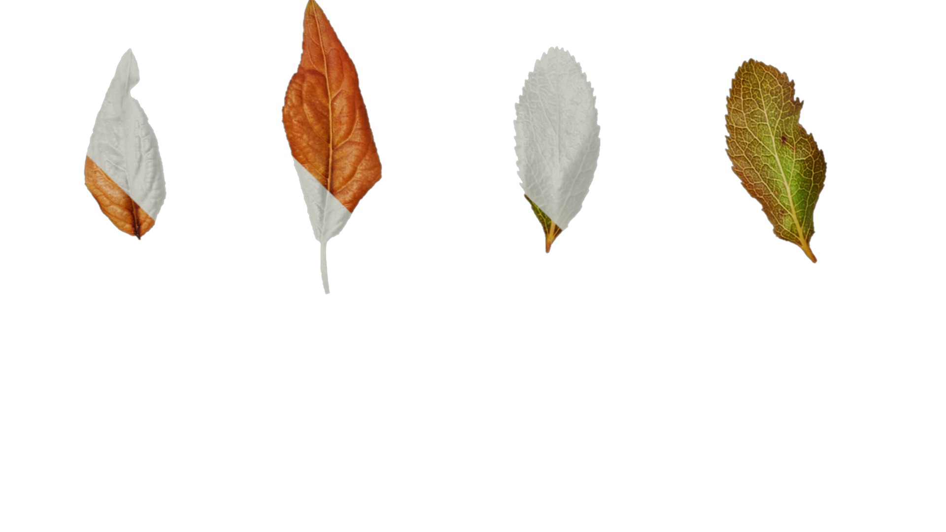 Anydrafts Prunus cerasifera Atlas 07 Texture_1