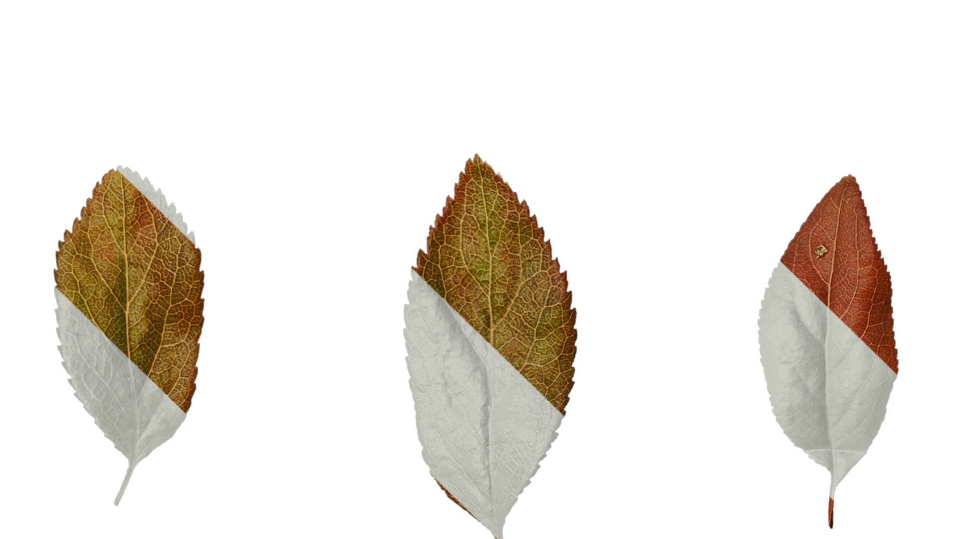 Anydrafts Prunus cerasifera Atlas 07 Texture_3