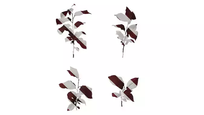 Anydrafts Prunus cerasifera Atlas 10