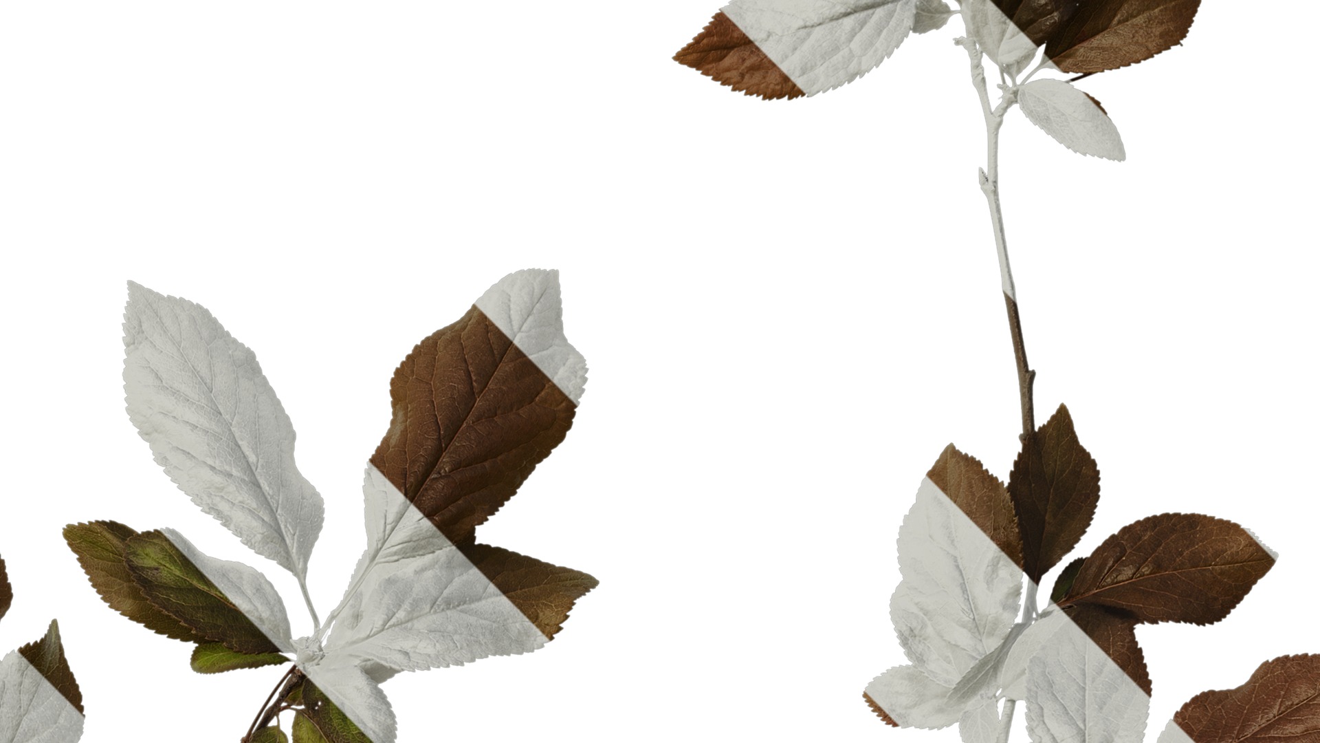 Anydrafts Prunus cerasifera Atlas 12 Texture_2