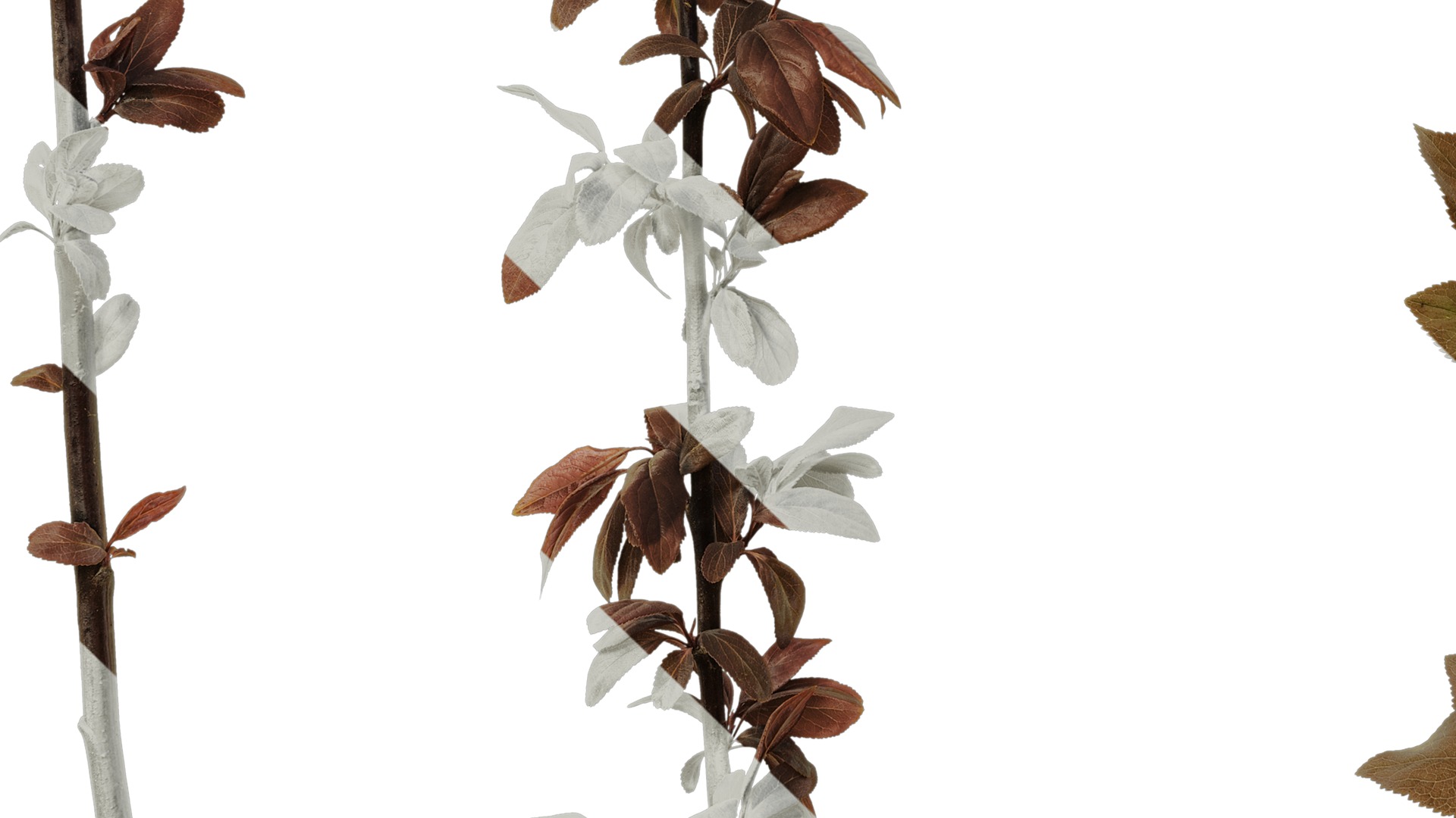 Anydrafts Prunus cerasifera Atlas 12 Texture_5