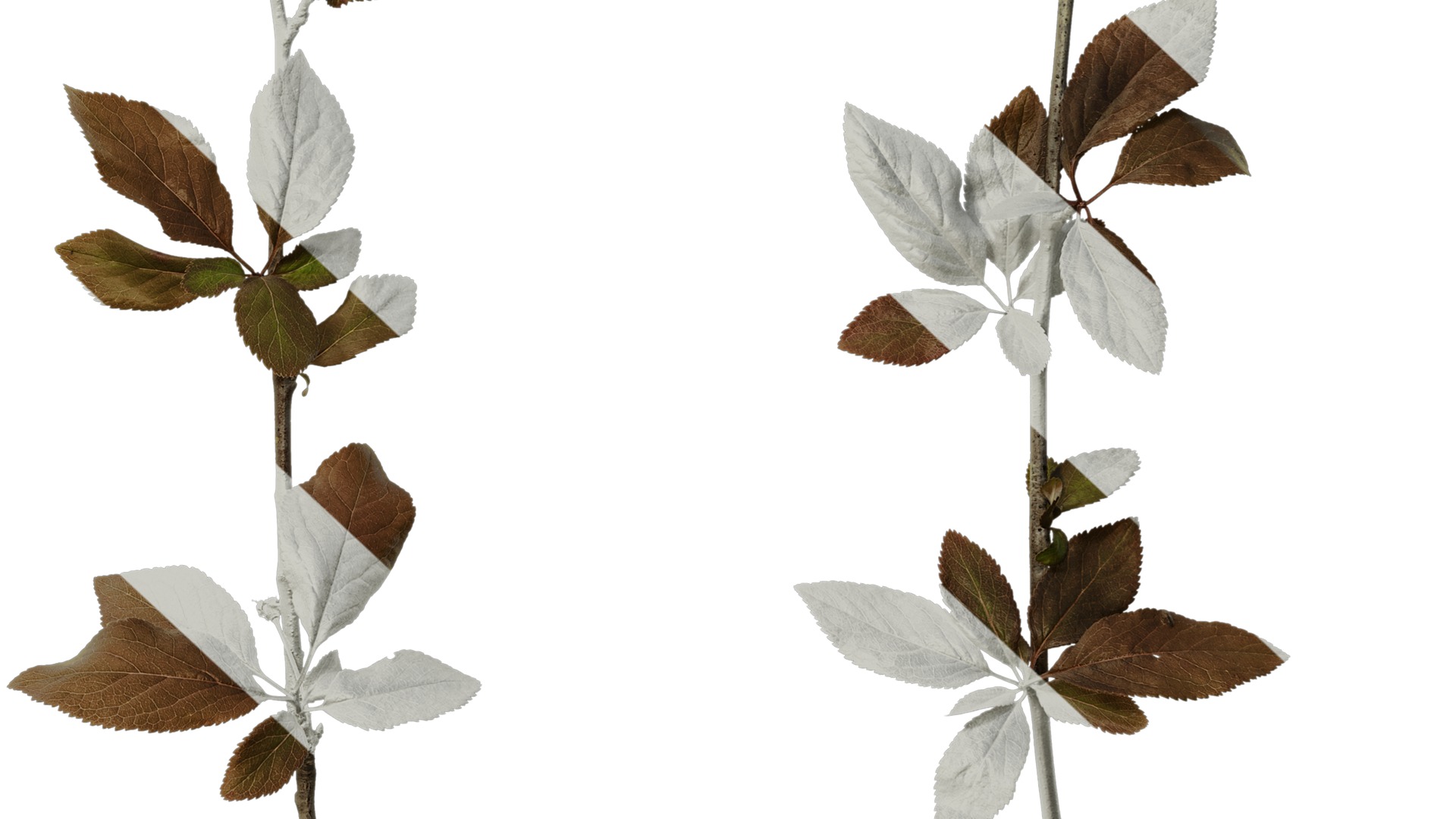 Anydrafts Prunus cerasifera Atlas 12 Texture_6