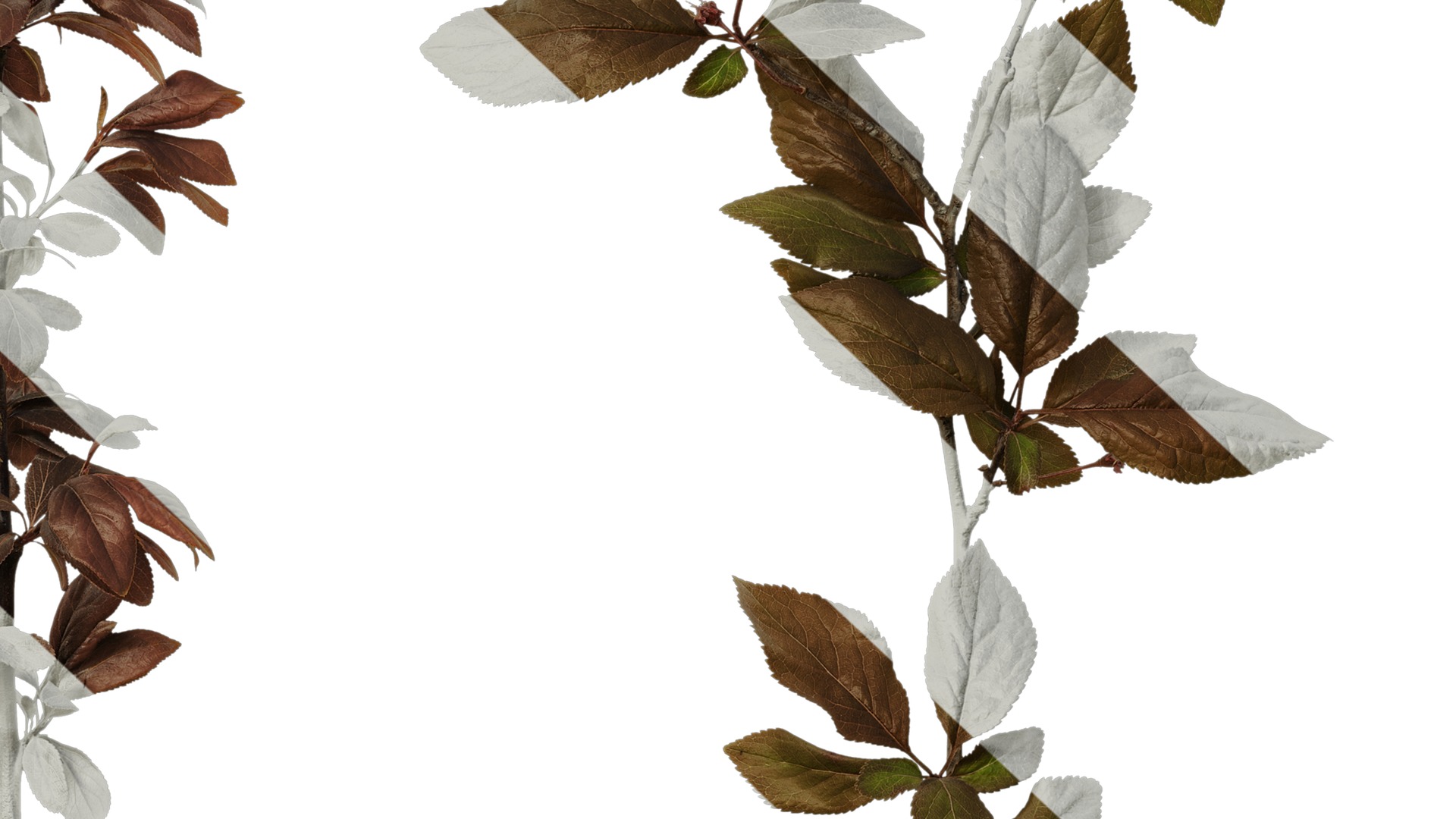 Anydrafts Prunus cerasifera Atlas 12 Texture_7