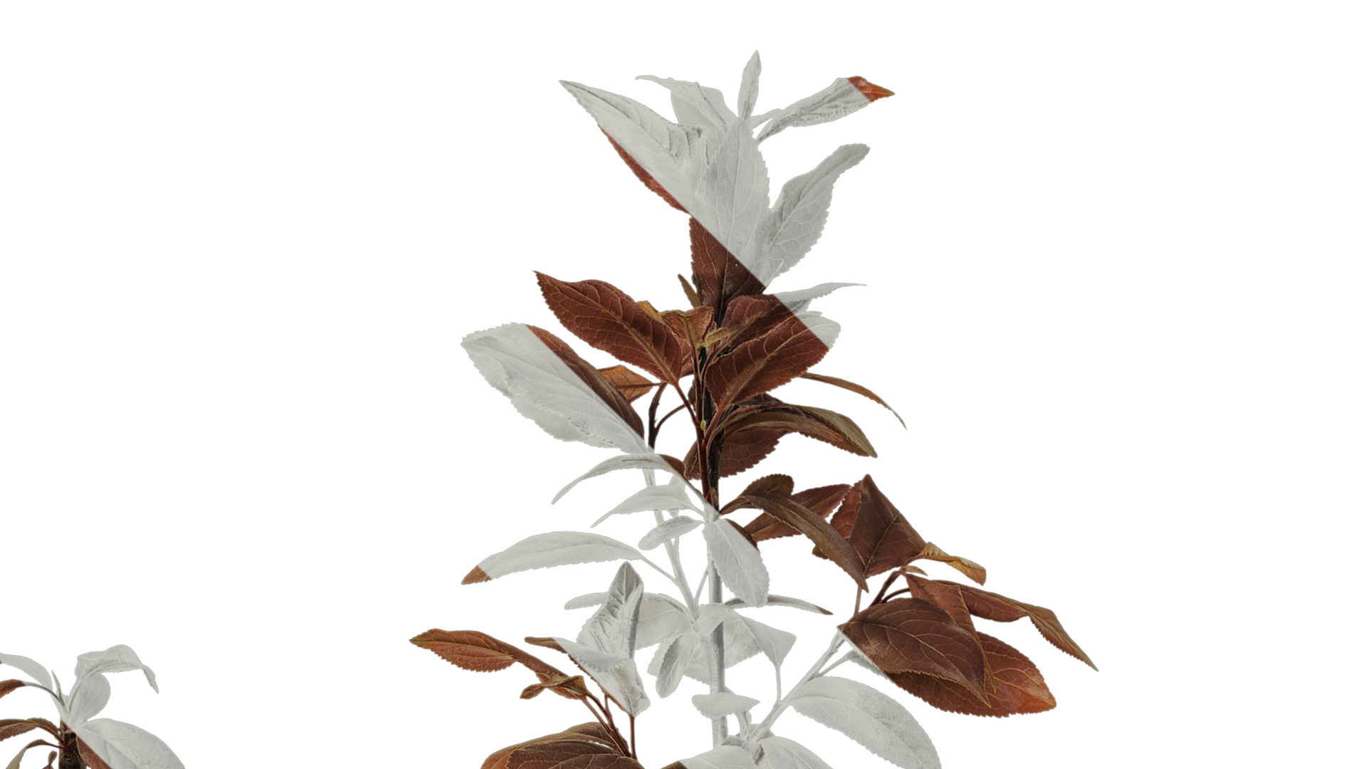 Anydrafts Prunus cerasifera Atlas 12 Texture_1