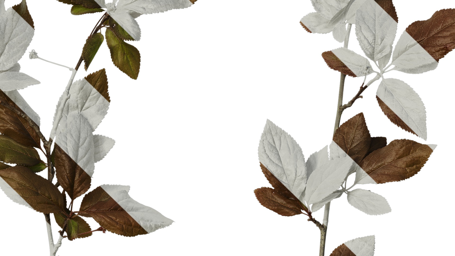 Anydrafts Prunus cerasifera Atlas 12 Texture_4