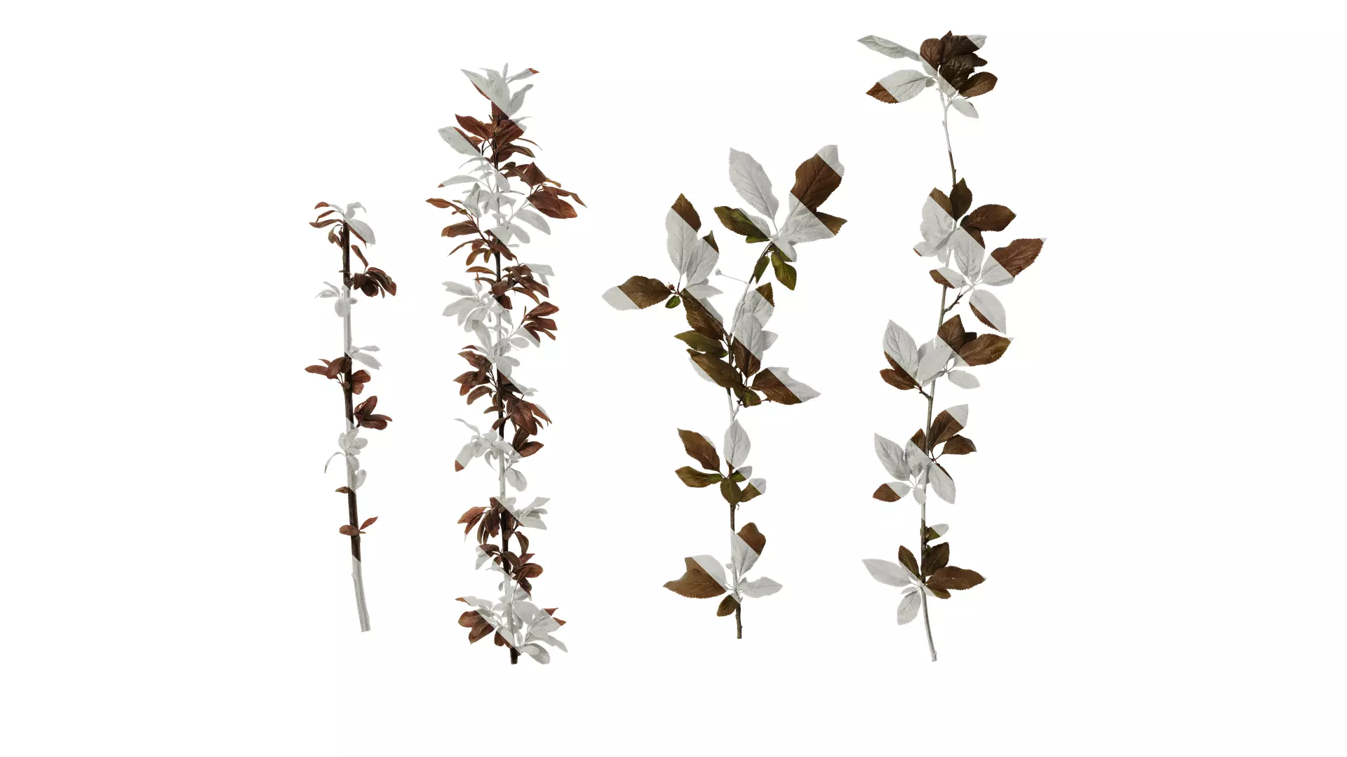 Anydrafts Prunus cerasifera Atlas 12 Texture_0