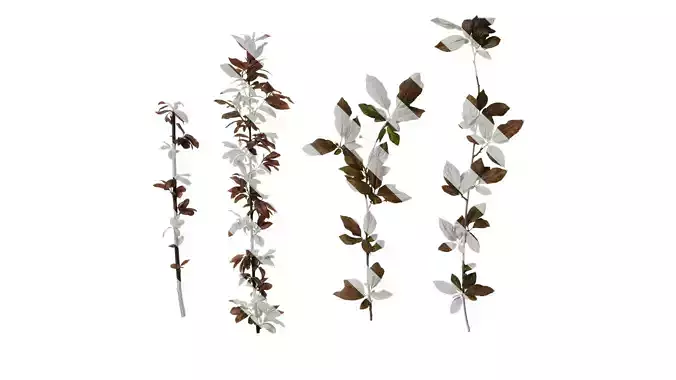 Anydrafts Prunus cerasifera Atlas 12