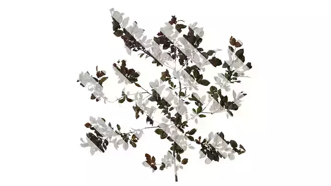 Anydrafts Prunus cerasifera Atlas 13