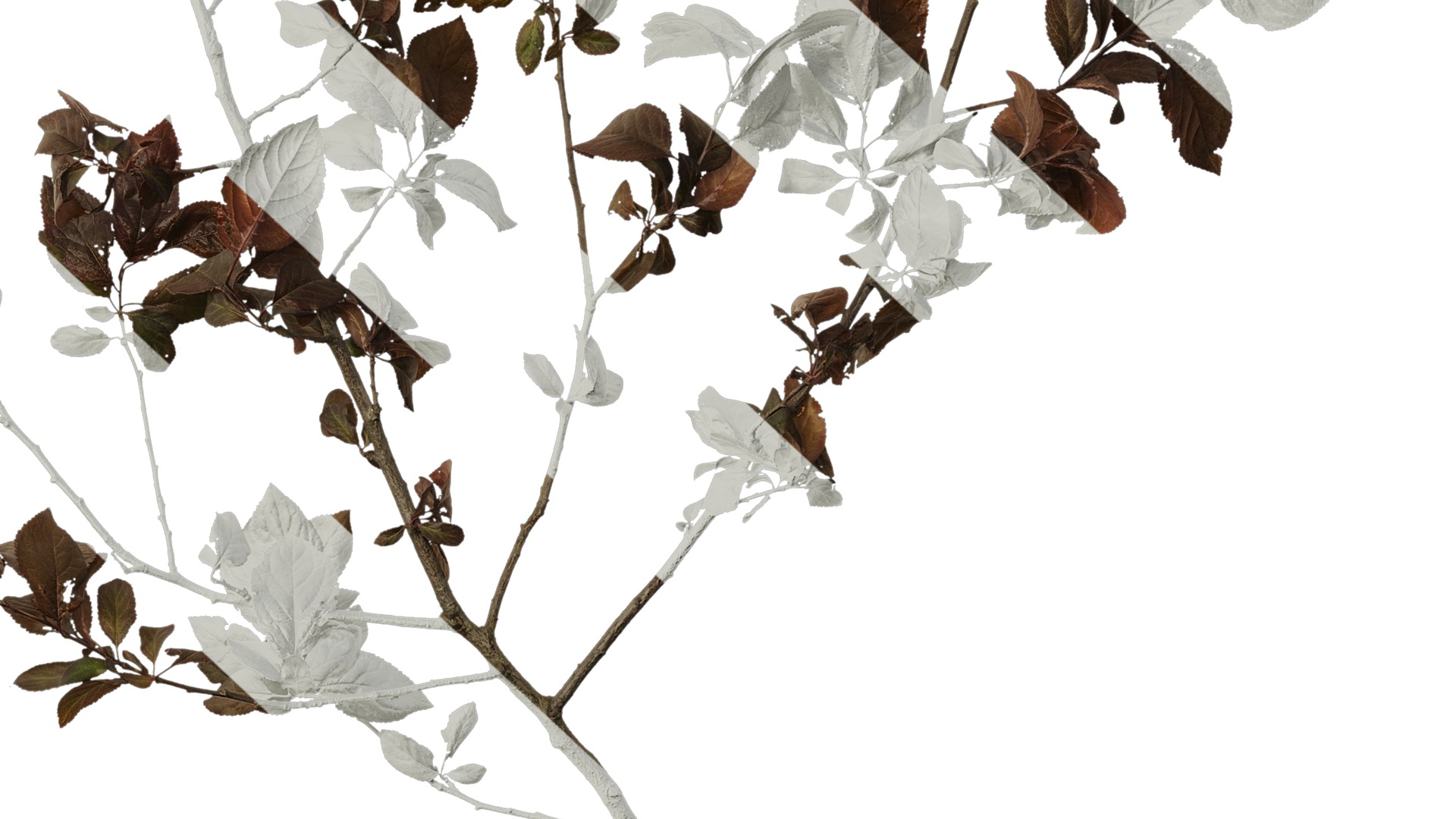 Anydrafts Prunus cerasifera Atlas 14 Texture_6