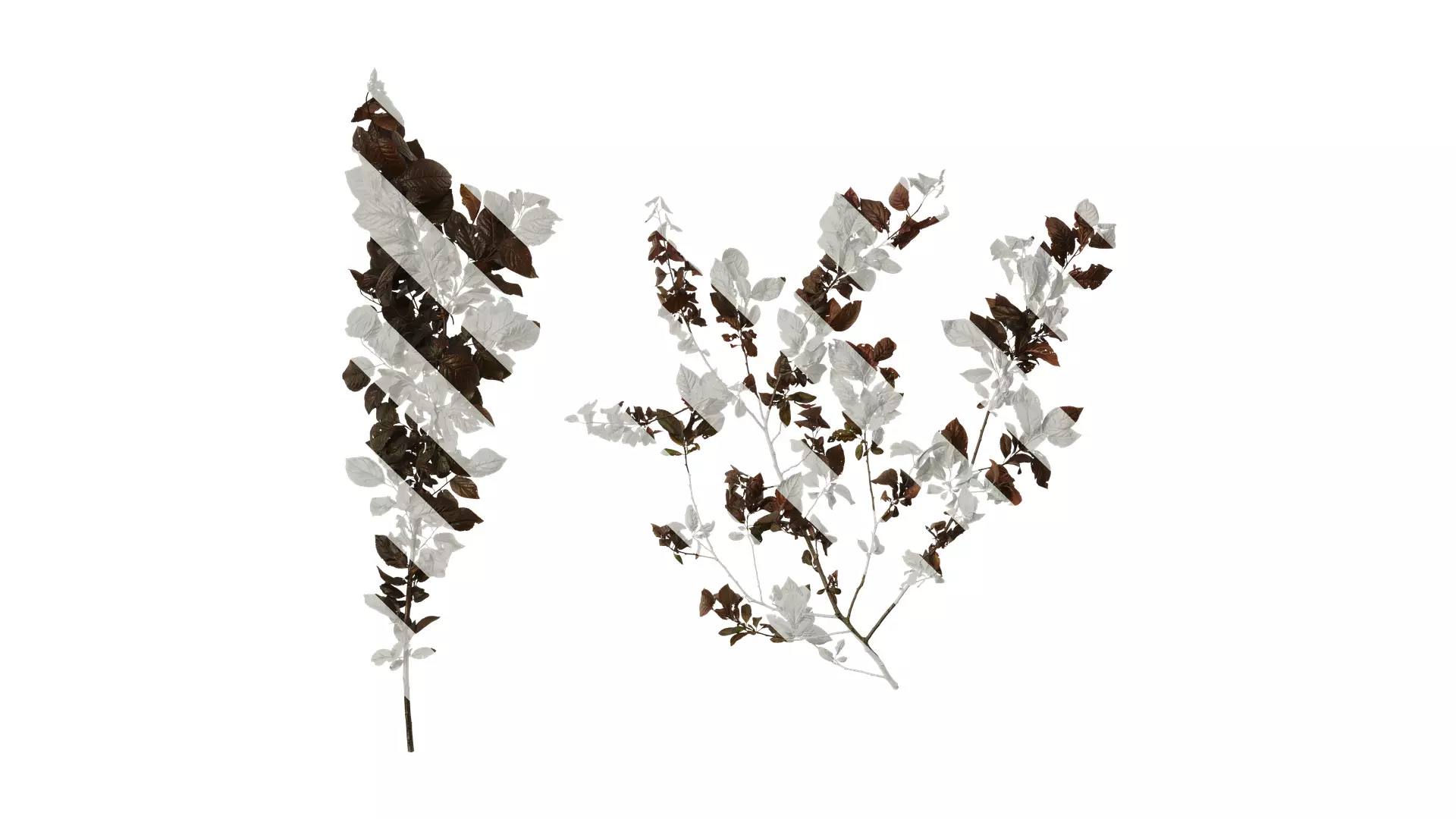 Anydrafts Prunus cerasifera Atlas 14 Texture_0