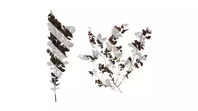 Anydrafts Prunus cerasifera Atlas 14