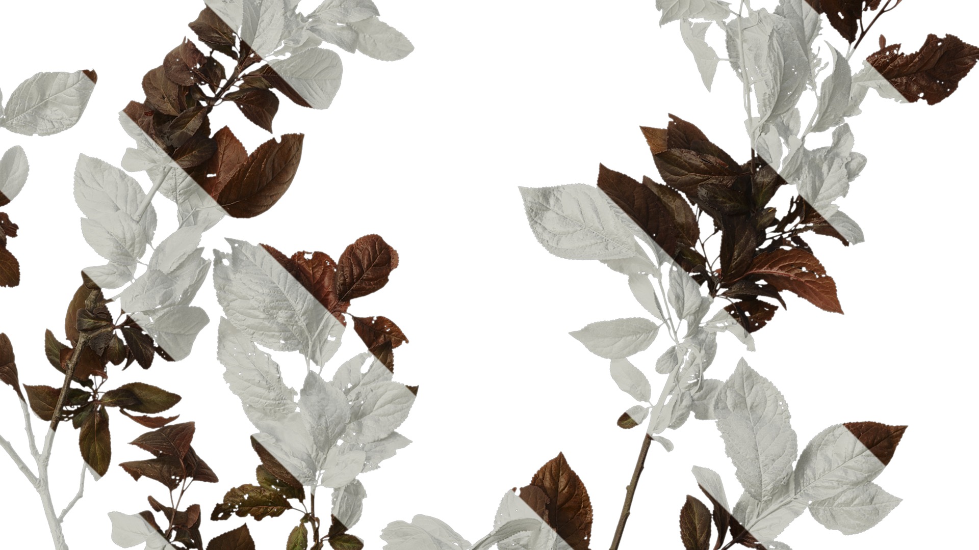 Anydrafts Prunus cerasifera Atlas 14 Texture_4