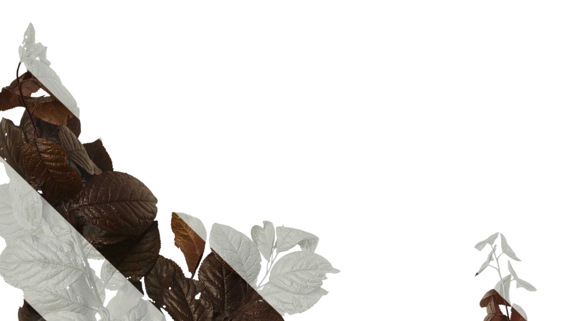 Anydrafts Prunus cerasifera Atlas 14 Texture_1