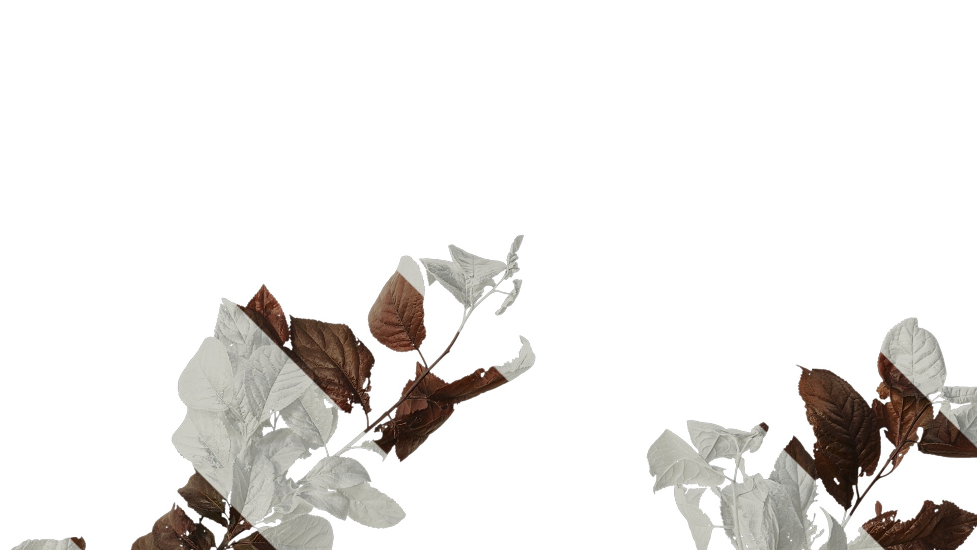 Anydrafts Prunus cerasifera Atlas 14 Texture_2