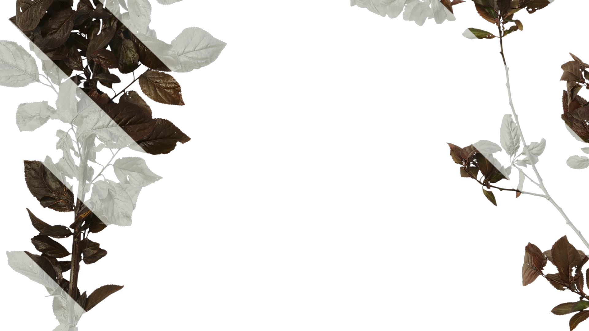 Anydrafts Prunus cerasifera Atlas 14 Texture_5