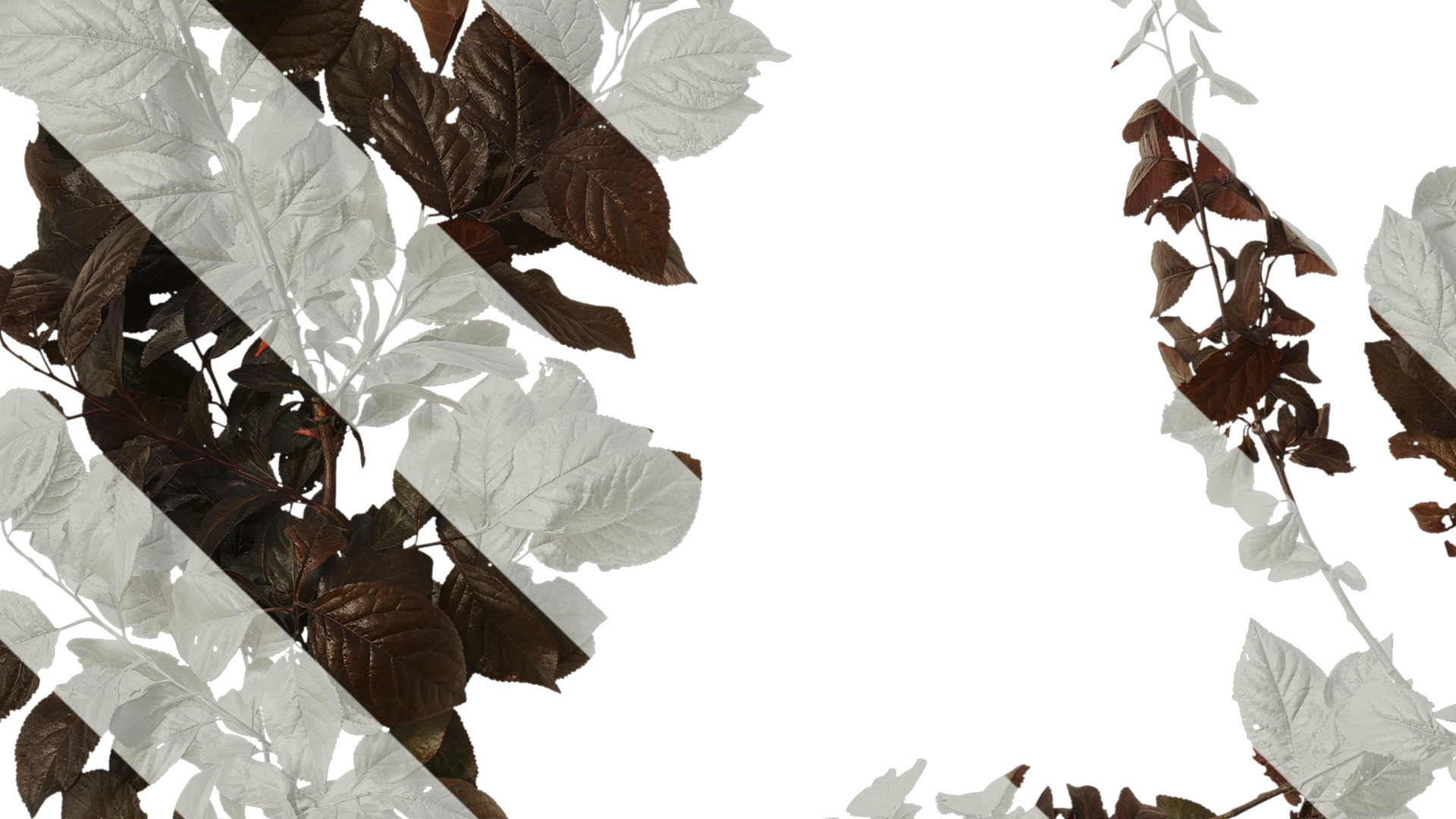 Anydrafts Prunus cerasifera Atlas 14 Texture_3