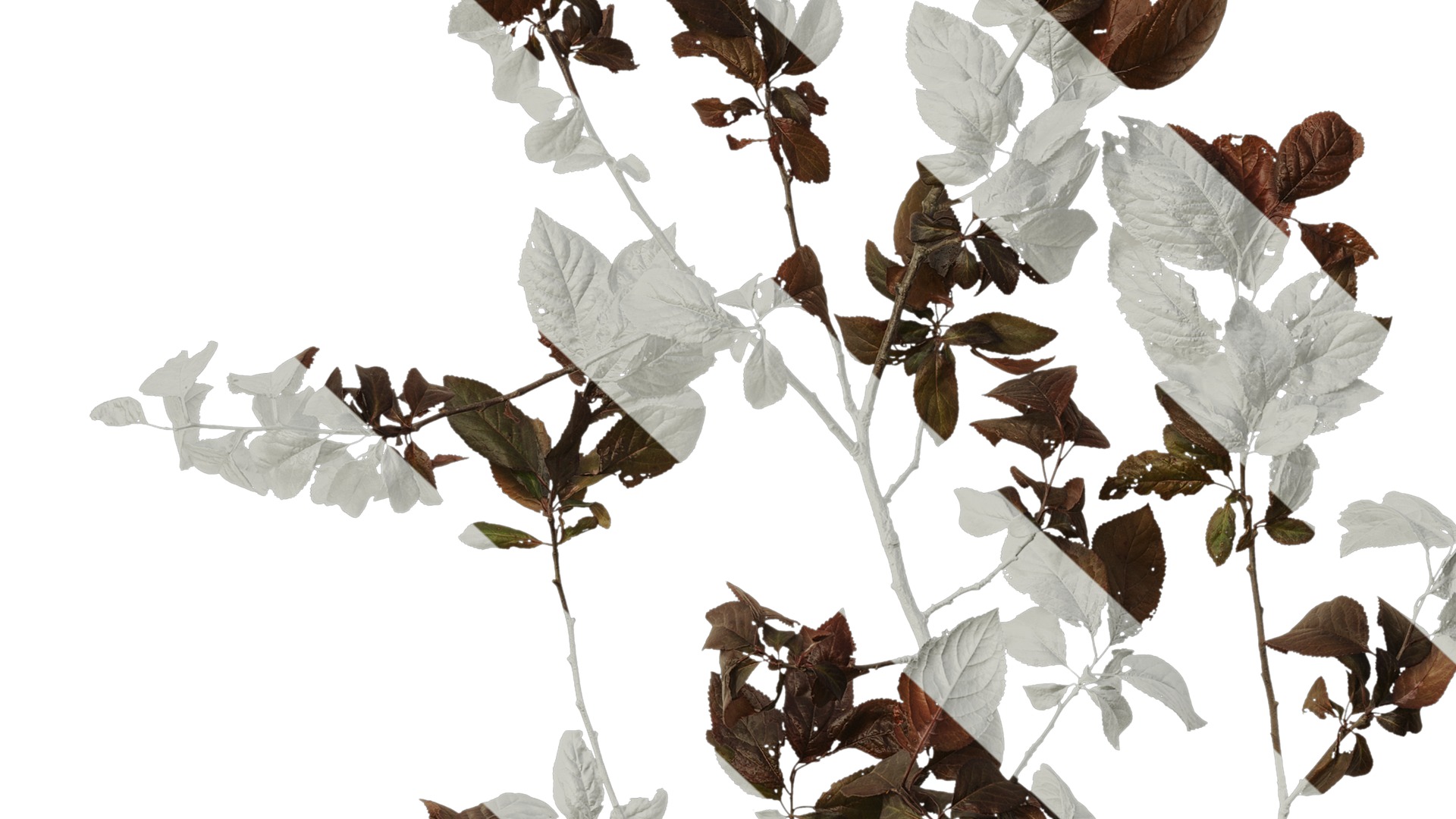 Anydrafts Prunus cerasifera Atlas 14 Texture_7