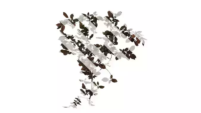 Anydrafts Prunus cerasifera Atlas 15