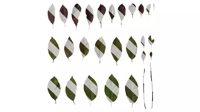 Anydrafts Prunus cistena Leaf 01