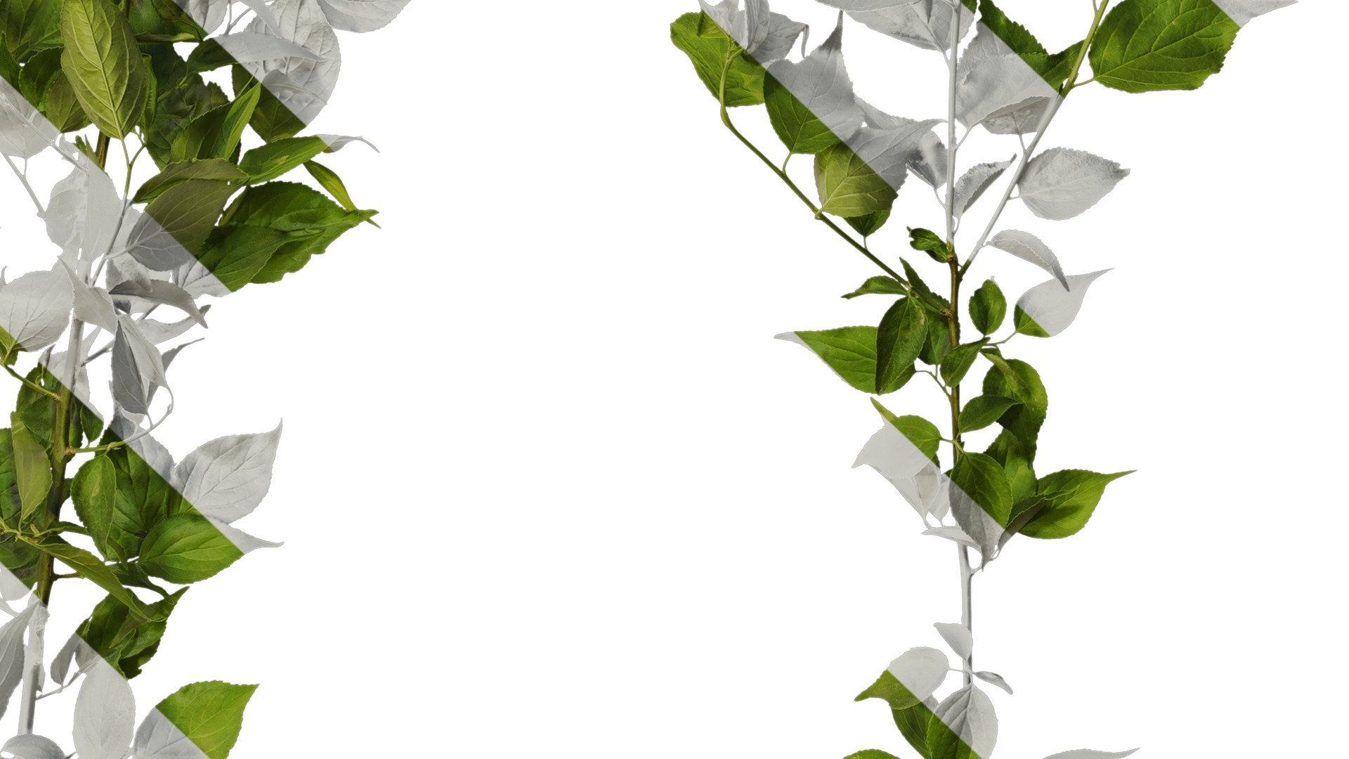 Anydrafts Prunus mume Atlas 02 Texture_7