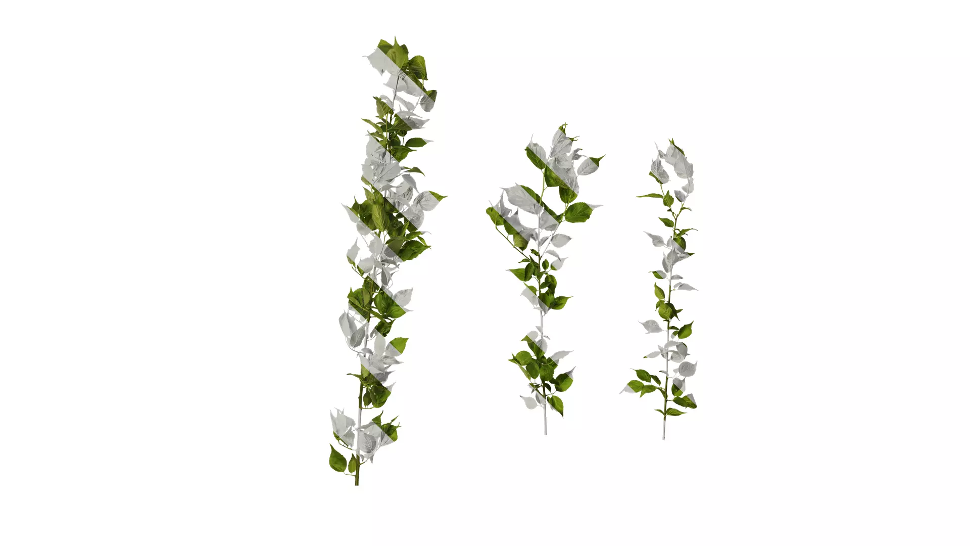 Anydrafts Prunus mume Atlas 02 Texture_0