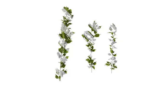 Anydrafts Prunus mume Atlas 02