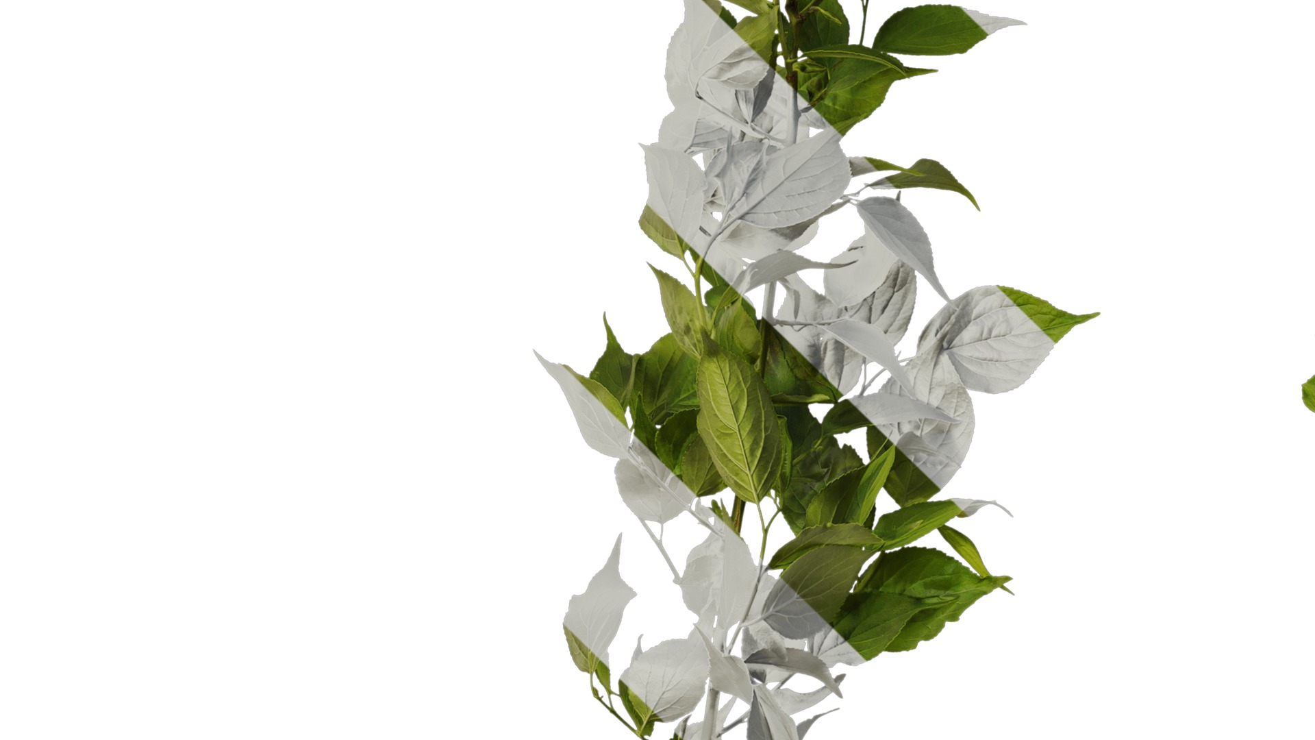 Anydrafts Prunus mume Atlas 02 Texture_3