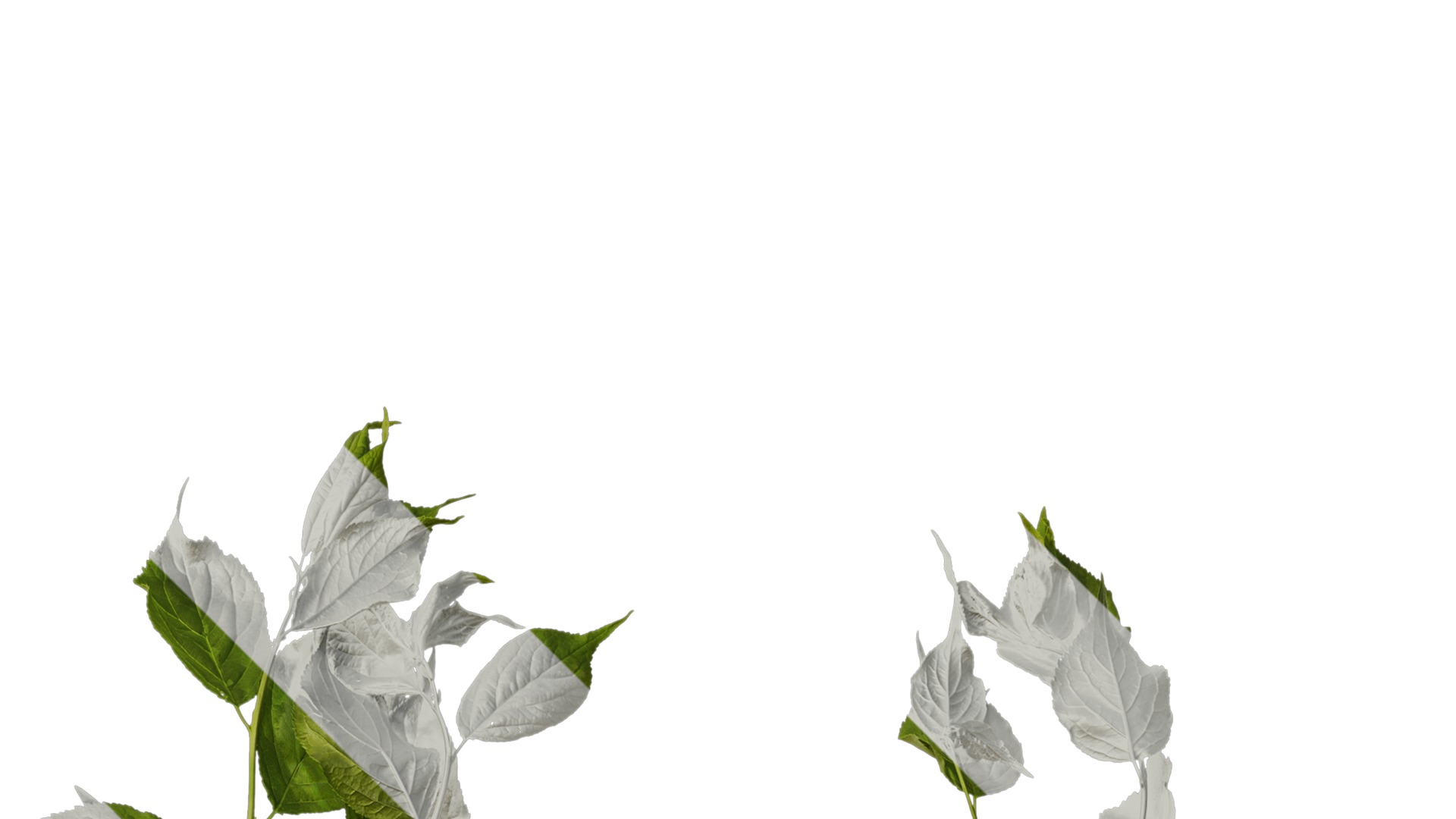 Anydrafts Prunus mume Atlas 02 Texture_2