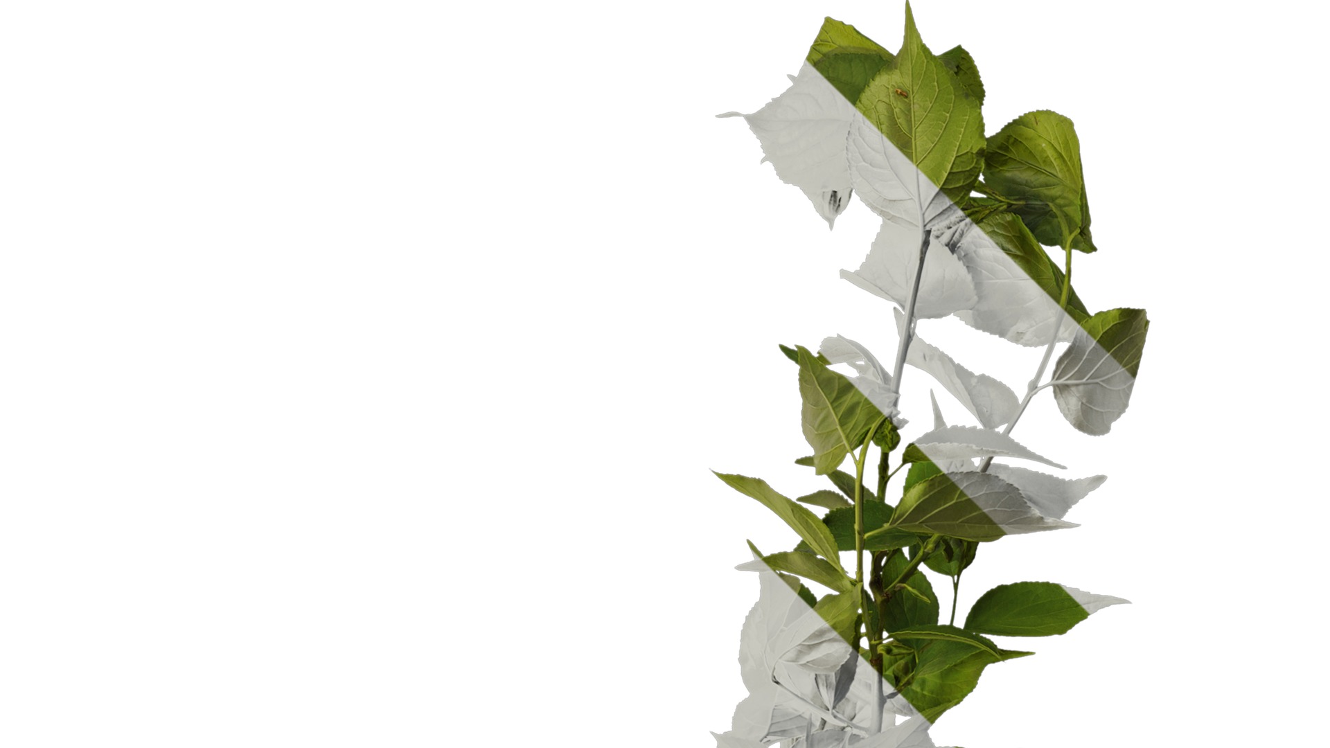 Anydrafts Prunus mume Atlas 02 Texture_1