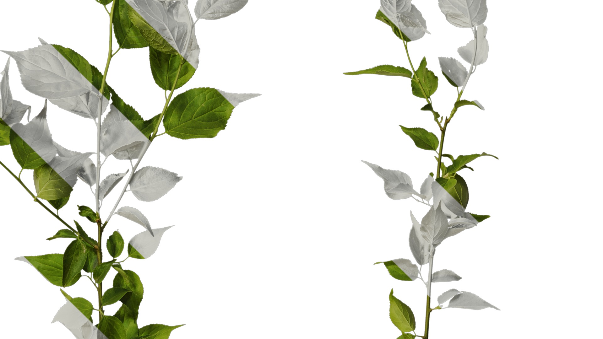 Anydrafts Prunus mume Atlas 02 Texture_4