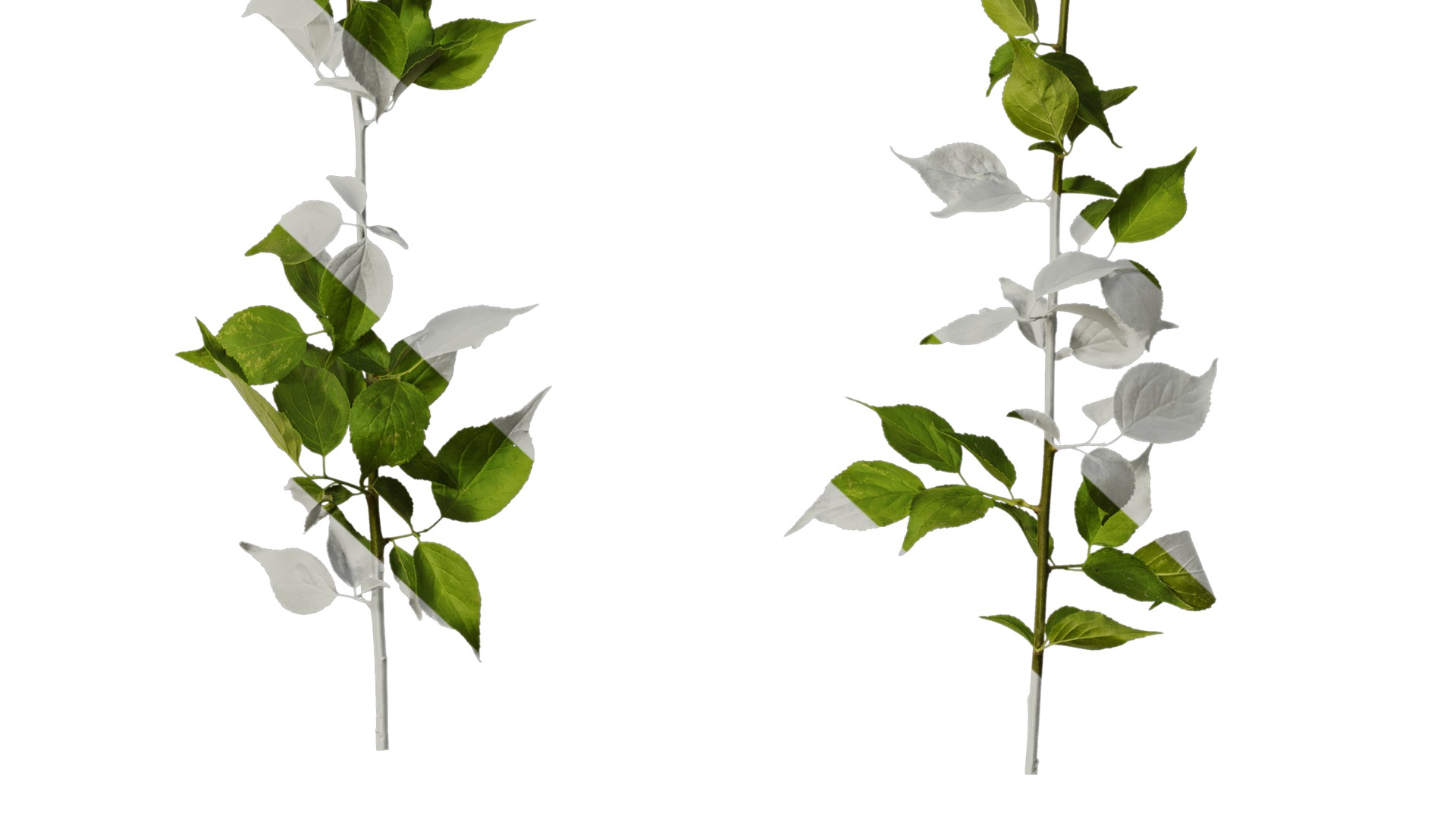 Anydrafts Prunus mume Atlas 02 Texture_6