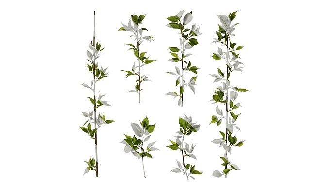 Anydrafts Prunus mume Atlas 05 Texture