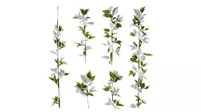 Anydrafts Prunus mume Atlas 05