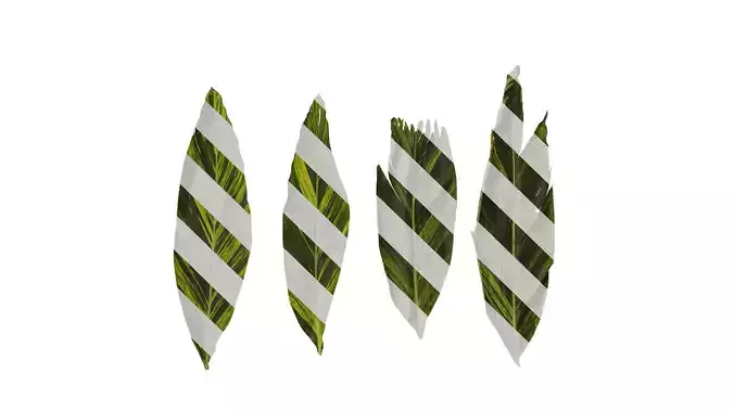 Anydrafts Alpinia zerumbet Leaf 04